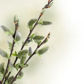 高清水彩花卉大集合常用背景设计素材