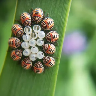 彩色小清新可爱风摄影图麻皮蝽幼虫