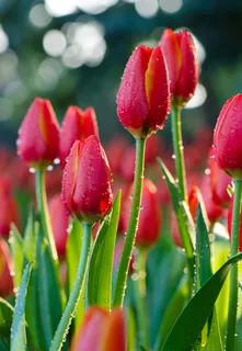 郁金香花束背景图 郁金香花束背景图