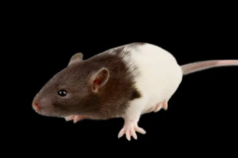 老鼠免抠素材PSD分层