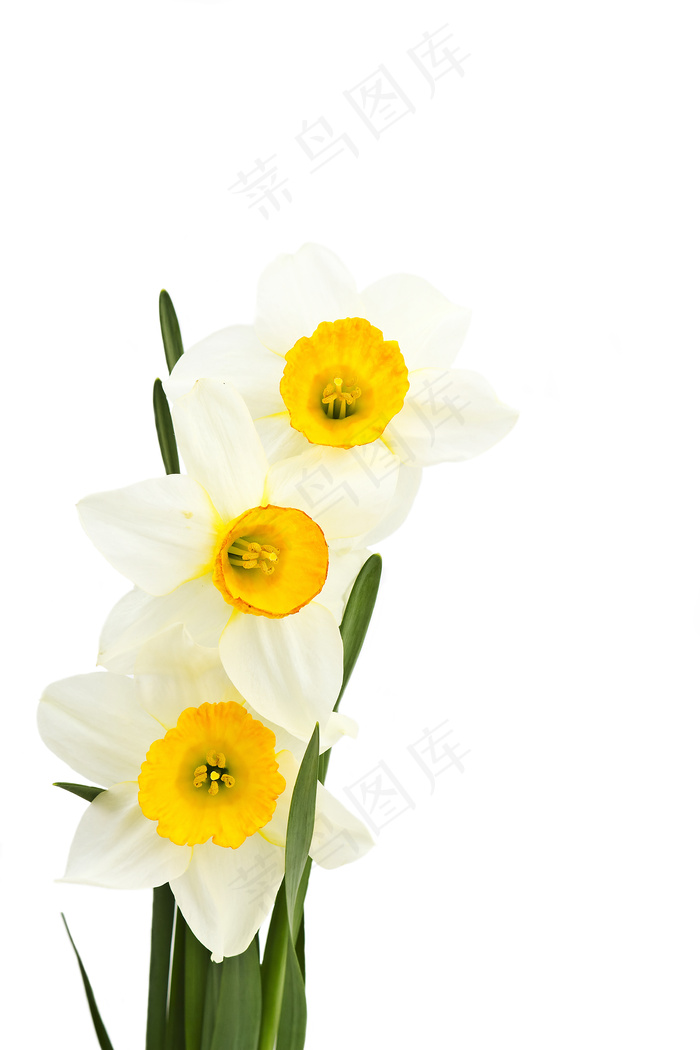 春天美丽鲜花