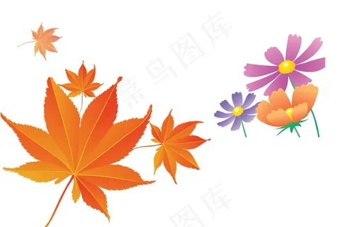 枫叶 花朵图片
