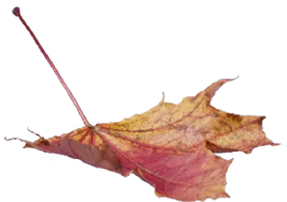 树叶英文字体样式设计