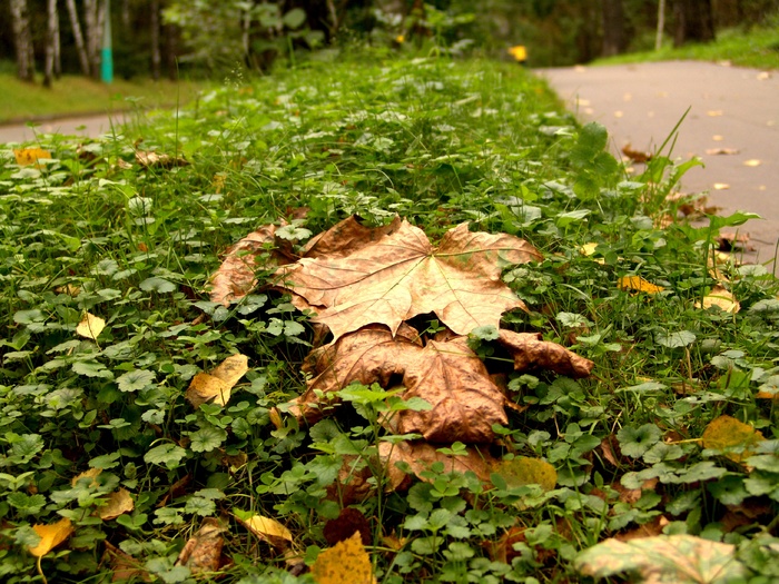 草地上的落叶与植物图片