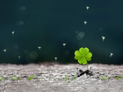 四叶草背景图片 四叶草背景图片