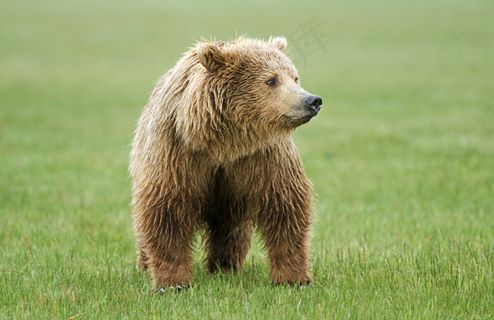 草地上的棕熊图片
