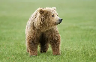 草地上的棕熊图片