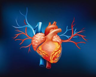 人体心脏器官设计矢量素材