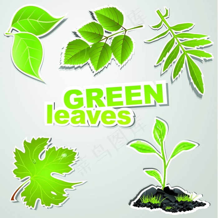 植物枫叶矢量素材下载eps,ai矢量模版下载