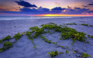 海边的植物图片