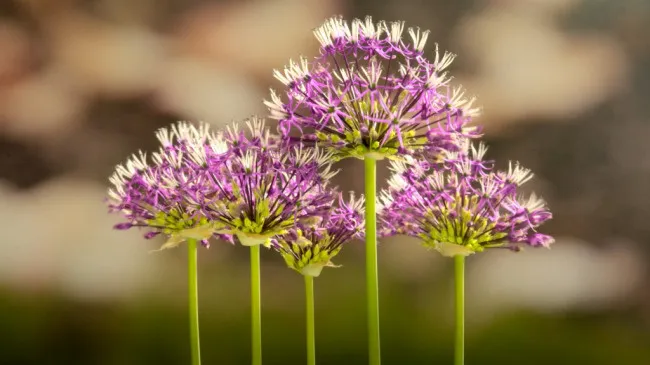 花开放高山野葱