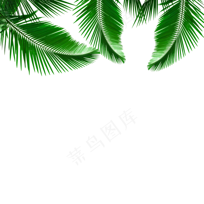 上面是绿色椰棕树叶上面是绿色椰棕树叶