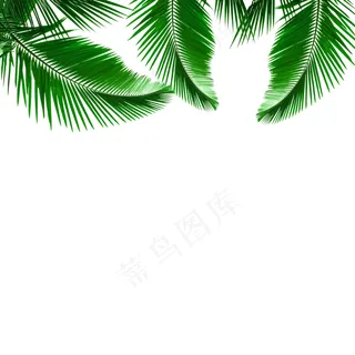上面是绿色椰棕树叶上面是绿色椰棕树叶