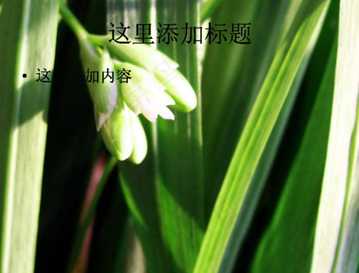 美丽纯洁的香雪兰(7)