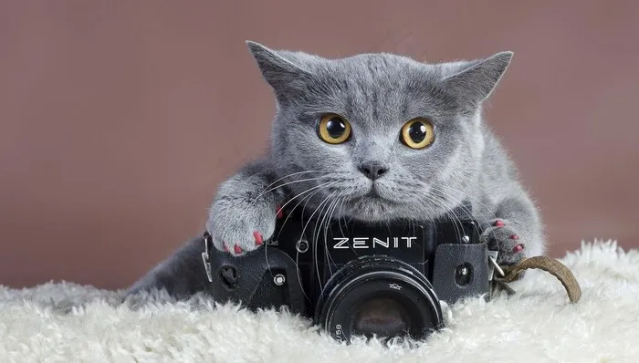 小猫图片