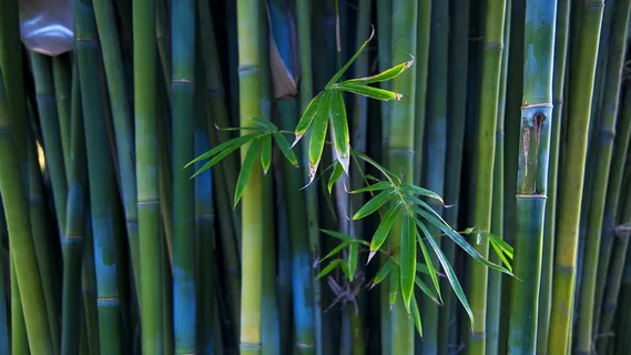 翠绿的竹子 翠绿的竹子