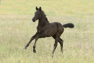 草原上奔跑的马图片