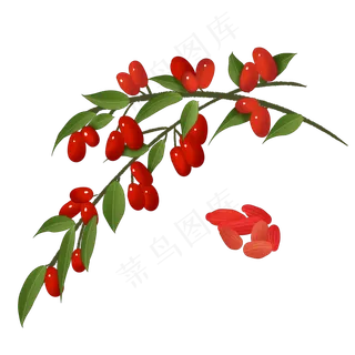 创意养生红色枸杞插图,免抠元素