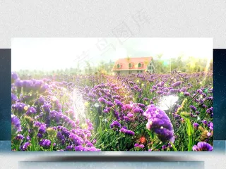 婚礼爱情薰衣草花园背景视频