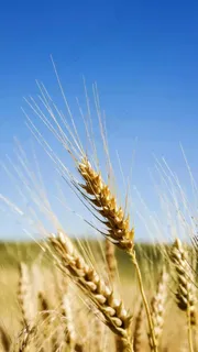 小麦高清摄影图片