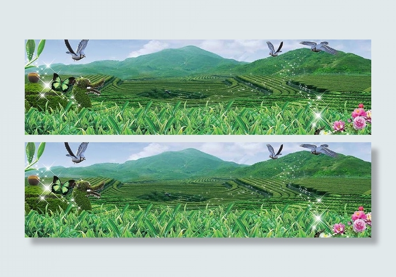 茶园图片(4252X1417(DPI:72))psd模版下载