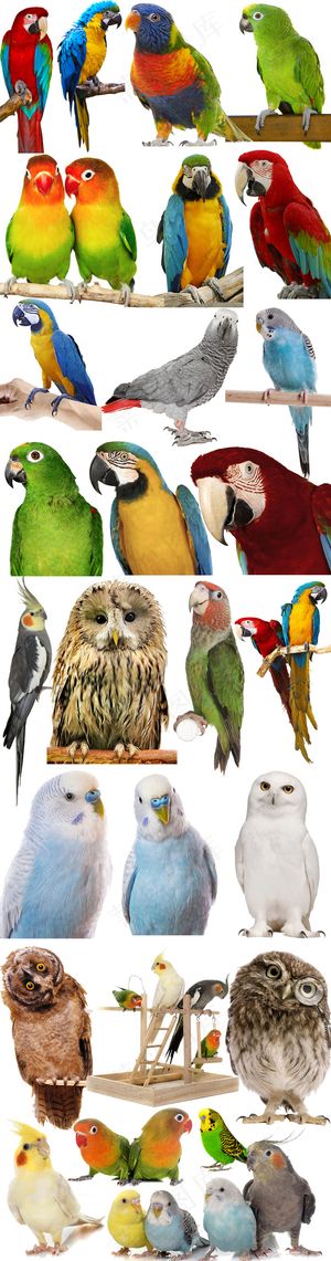 卡通鹦鹉动物鸟猫头鹰PNG素材鹦鹉...