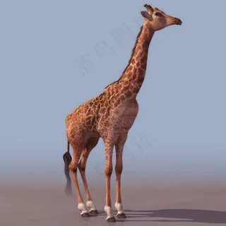 GIRAFFE长颈鹿3d模型图片