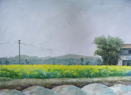 油菜花开时节图片