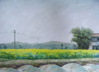 油菜花开时节图片