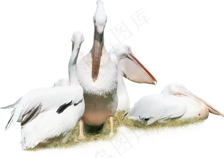 动物免抠png图片ps素材飞鸟 动物免抠png图片ps素材飞鸟