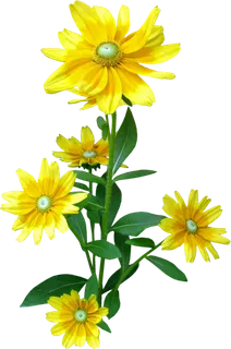 欧美复古花卉菊花二联装饰画无框画设...