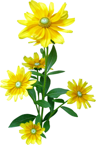 欧美复古花卉菊花二联装饰画无框画设...