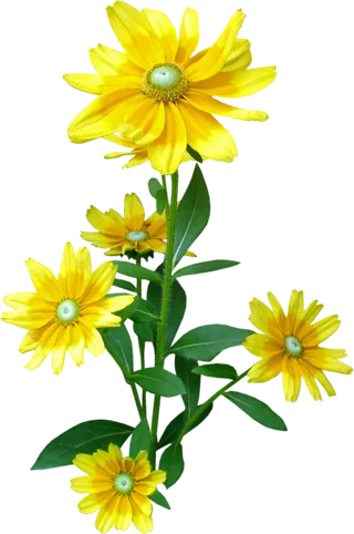 欧美复古花卉菊花二联装饰画无框画设...