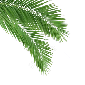 绿色的植物叶子免抠图绿色的植物叶子免抠图