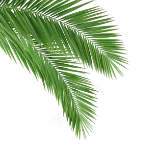 绿色的植物叶子免抠图绿色的植物叶子免抠图 绿色的植物叶子免抠图绿色的植物叶子免抠图