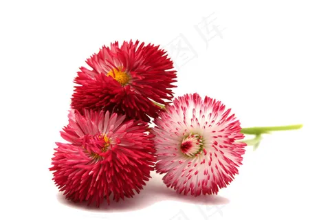 花朵素材 花朵素材