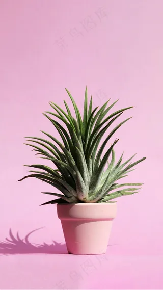 芦荟高清摄影图片