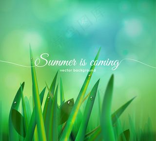 夏季草丛和露珠