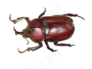 独角仙免抠png透明图层素材