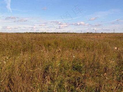 蓝天白云下的秋天植物风景