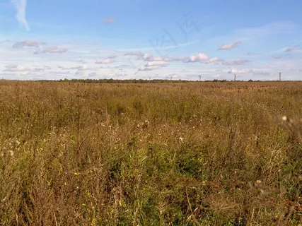 蓝天白云下的秋天植物风景 蓝天白云下的秋天植物风景