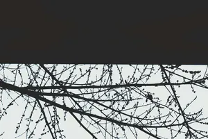 黑色背景壁纸