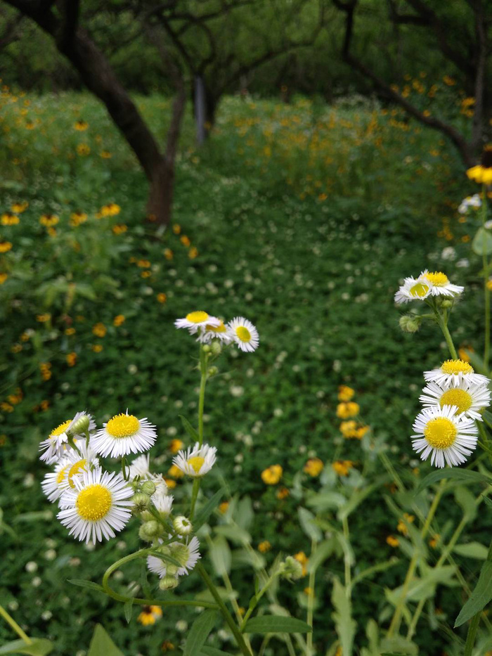 遍地野菊花