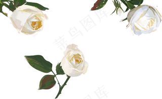 白玫瑰 玫瑰花