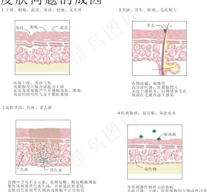 皮肤问题图解图片
