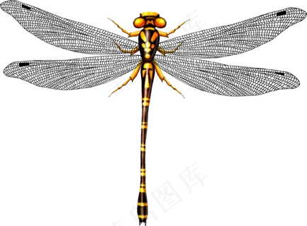 免抠png图片ps素材蜻蜓