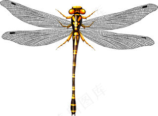 免抠png图片ps素材蜻蜓