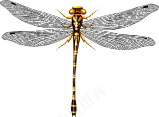 免抠png图片ps素材蜻蜓