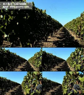 实拍成排的葡萄园视频素材