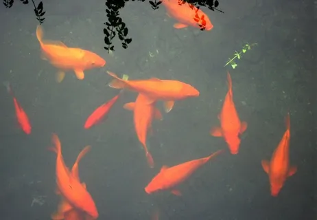 婺源红鲤鱼图片